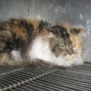 김정복동물병원 이미지