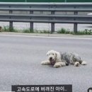 고속도로에 버려진 잉글리쉬쉽독 민준이를 도와주세요ㅠㅠ 이미지