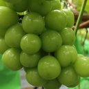 김천남매농장 | 김천 샤인머스켓 키우기, 당도 올리는 방법 소개 - 명품남매농장