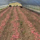 홍집농장 이미지