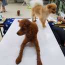 땅콩애견놀이터 이미지