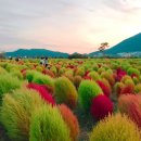 10/31(월) 양산 오봉산둘레길~황산공원 ( 국화축제,뎁싸리 구경) 이미지