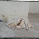 똥강아지 이미지