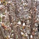 앵두나무꽃 이미지