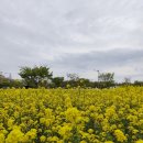 4월1일 최대 벚꽃 축제 진해 군항제 경화역철길/해군사관학교/ 대저생태공원 유채꽃 이미지