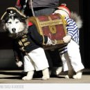 캐리비안 이미지