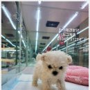 미니퍼피 이미지