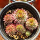 1105 ㆍ노숙 <b>피핀</b>바위솔들