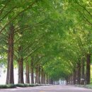 메타세콰이어길 이미지