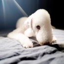 베틀농장 이미지