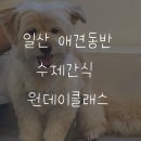 뚜드림 다사점 | 강아지수제간식 원데이 클래스 일산 뚜드림