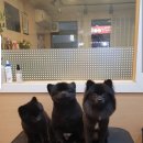 강아지song 이미지