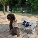 구갈레스피아_M 이미지