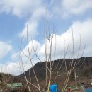 농장에 있는 과수나무를 전지하다 이미지