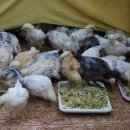 땅골농장 이미지