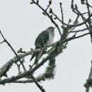 두견새 /한용운 이미지