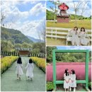 즐거운목장 | 양평 양떼목장 핑크뮬리 댑싸리 천국 아이와가볼만한곳