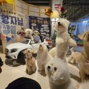 어뮤즈 호텔 | 광교애견호텔 우리 강아지를 위한 행복한 공간, 어뮤즈멍 후기