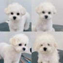 아멜리몽 이미지