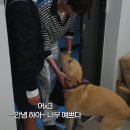 딱 요정재형 보려고 했는데! (+보고왔어요 이미지