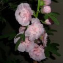 해오름펜션 이미지