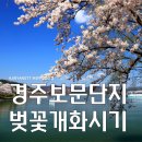 유통단지어린이공원 CCTV | 경주 보문단지 벚꽃 개화 시기, 밤벚꽃 아름다운 명소