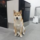 더힐동물의료센터 이미지