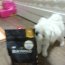 안나 제니 펫샵 | 안나제니펫샵 블랙우드 사료 당첨후기!