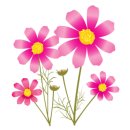 지솔블러썸 (Jisol blossom)