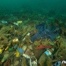 제주연안 연산호 군락지 이미지