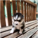 바른 애견 이미지