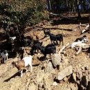 선봉농장 이미지