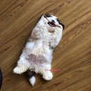 댕천탕 네이버블로그