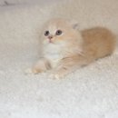 날라리 캣 이미지