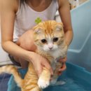 목욕하는고양이