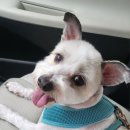 퐁실그루멍 이미지