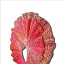 정찬부 공-이미지 이미지