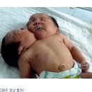 머리