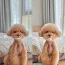 쓸수록 감동 타우로 슬리커 푸들 비숑 빗 강아지 슬리커 추천 감동브러쉬 솔직 후기