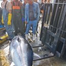 강릉참치 이미지