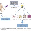 NR-3[경상대로]-상-379 | 줄기세포 종류