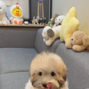 청담펫츠 이미지