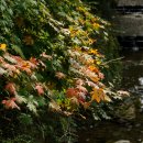 장태산휴양림 이미지