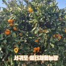 제일농장 | 서귀포 쉼터체험농장 귤 따기 체험, 입장료·가격·택배 후기 정리