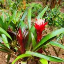 화명대천천 이미지