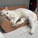 카오 Daum카페