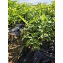 대왕농장1 이미지