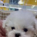 부산강아지분양 드림독 안심분양센터 부산점 이미지