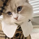 묘들링(Meowdeling)