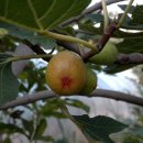 바위섬펜션 이미지